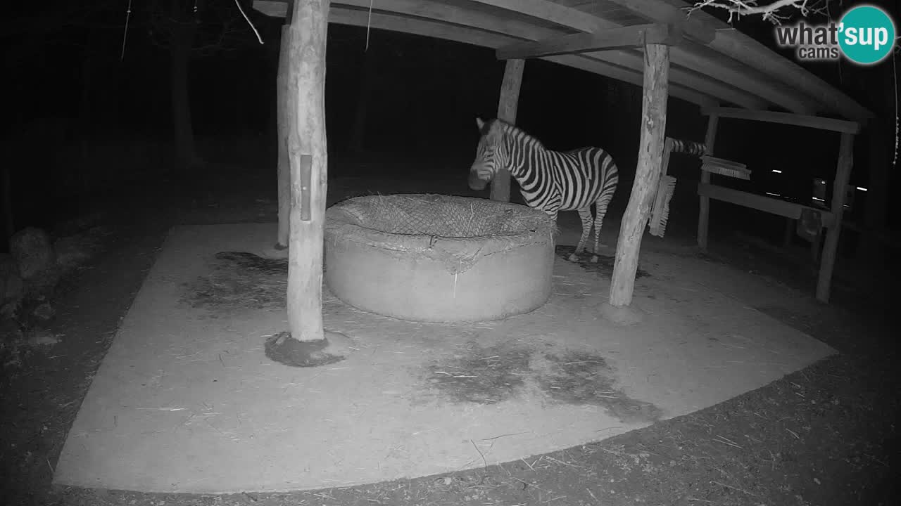 Le Zebre nello ZOO di Ljubljana – Slovenia Live webcam