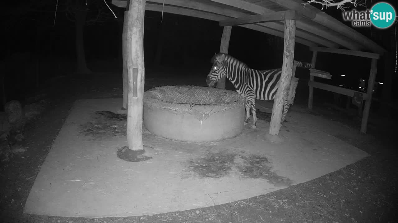 Web kamera uživo Zebras u ZOO Ljubljana – Slovenija