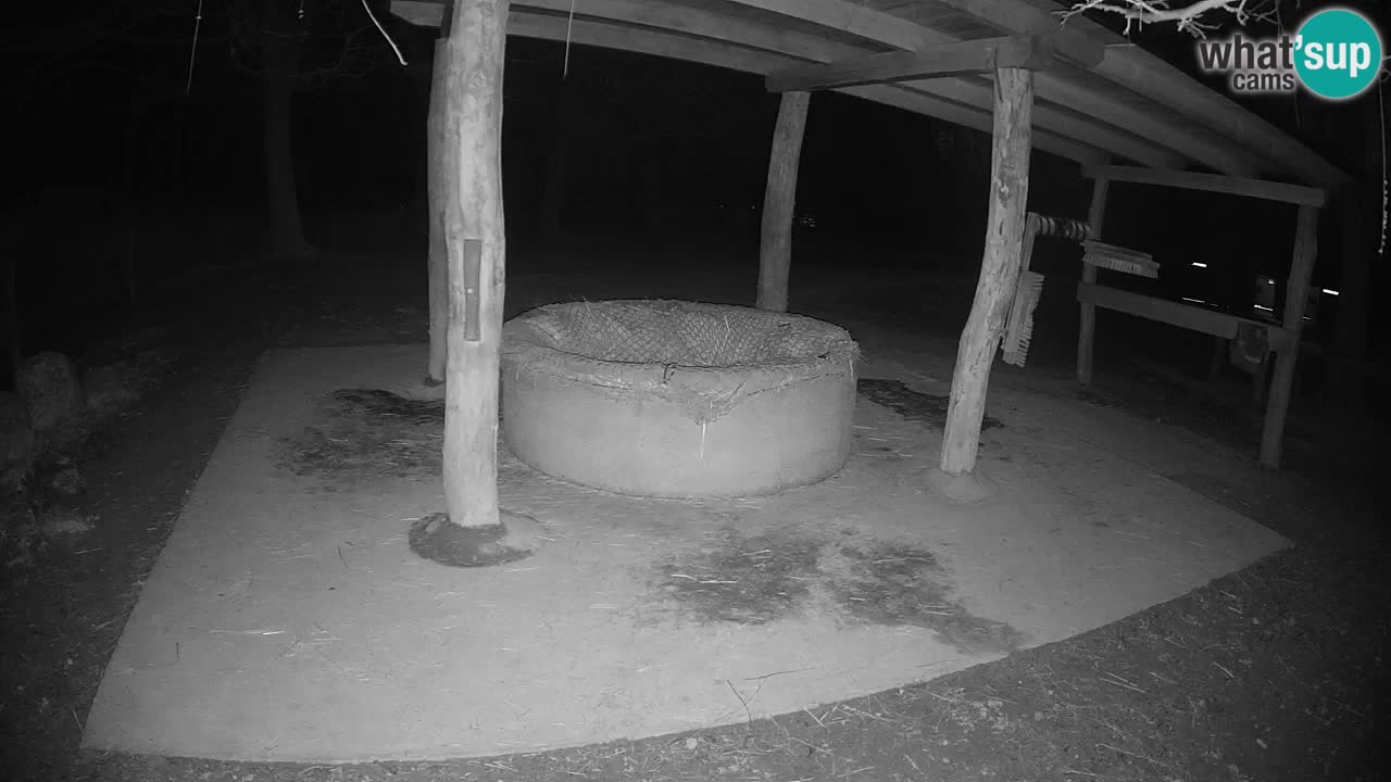 Le Zebre nello ZOO di Ljubljana – Slovenia Live webcam