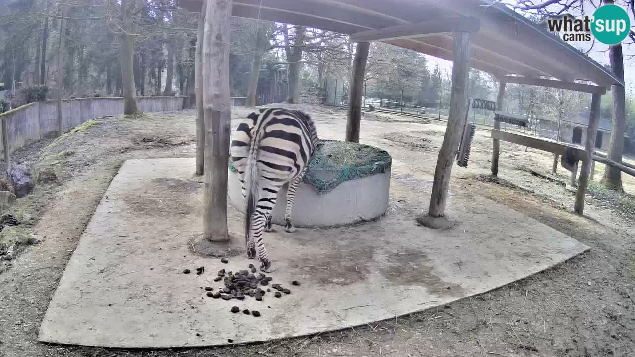 Web kamera uživo Zebras u ZOO Ljubljana – Slovenija