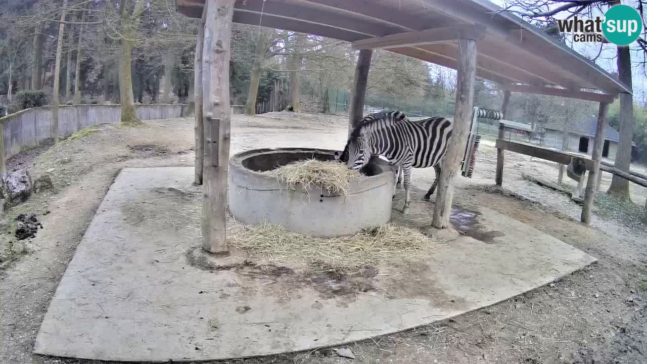 Le Zebre nello ZOO di Ljubljana – Slovenia Live webcam