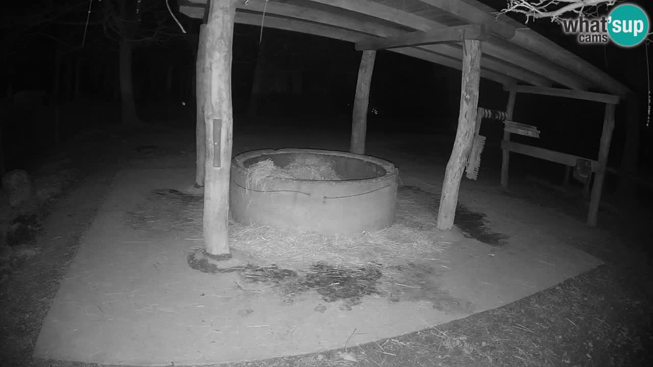 Le Zebre nello ZOO di Ljubljana – Slovenia Live webcam