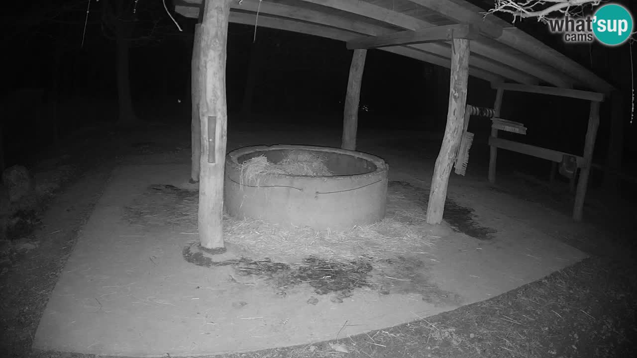 Le Zebre nello ZOO di Ljubljana – Slovenia Live webcam