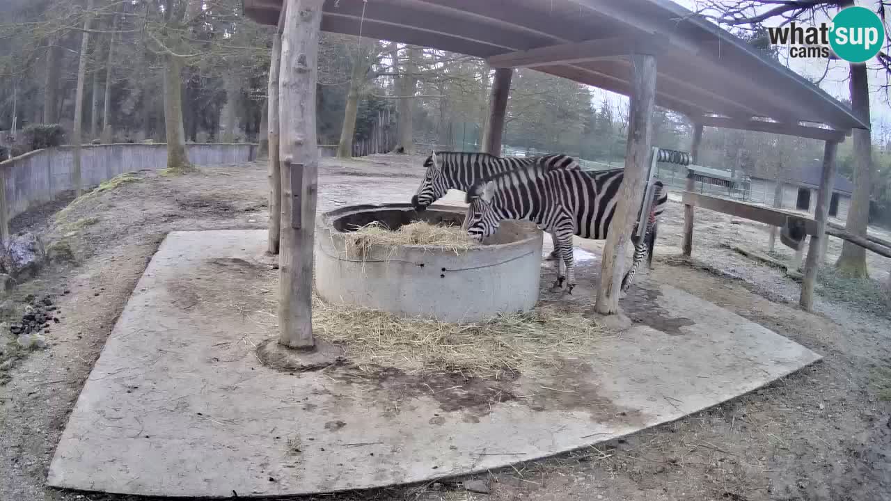Live Webcam Zebras in Ljubljana ZOO – Slowenien