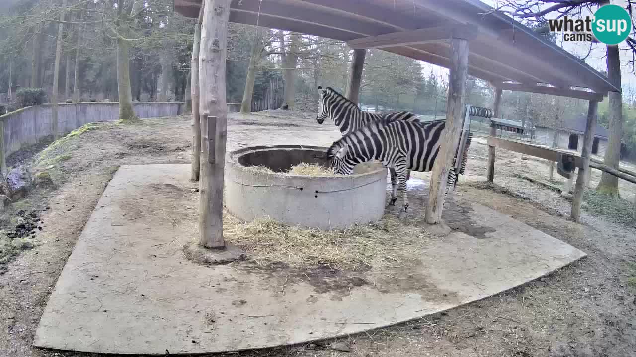 Live webcam Zebras in Ljubljana ZOO – Slovenia