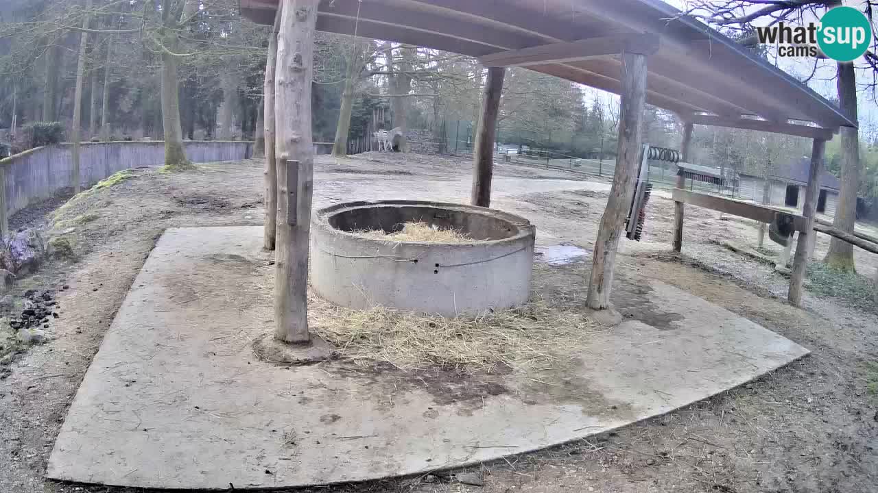 Live Webcam Zebras in Ljubljana ZOO – Slowenien