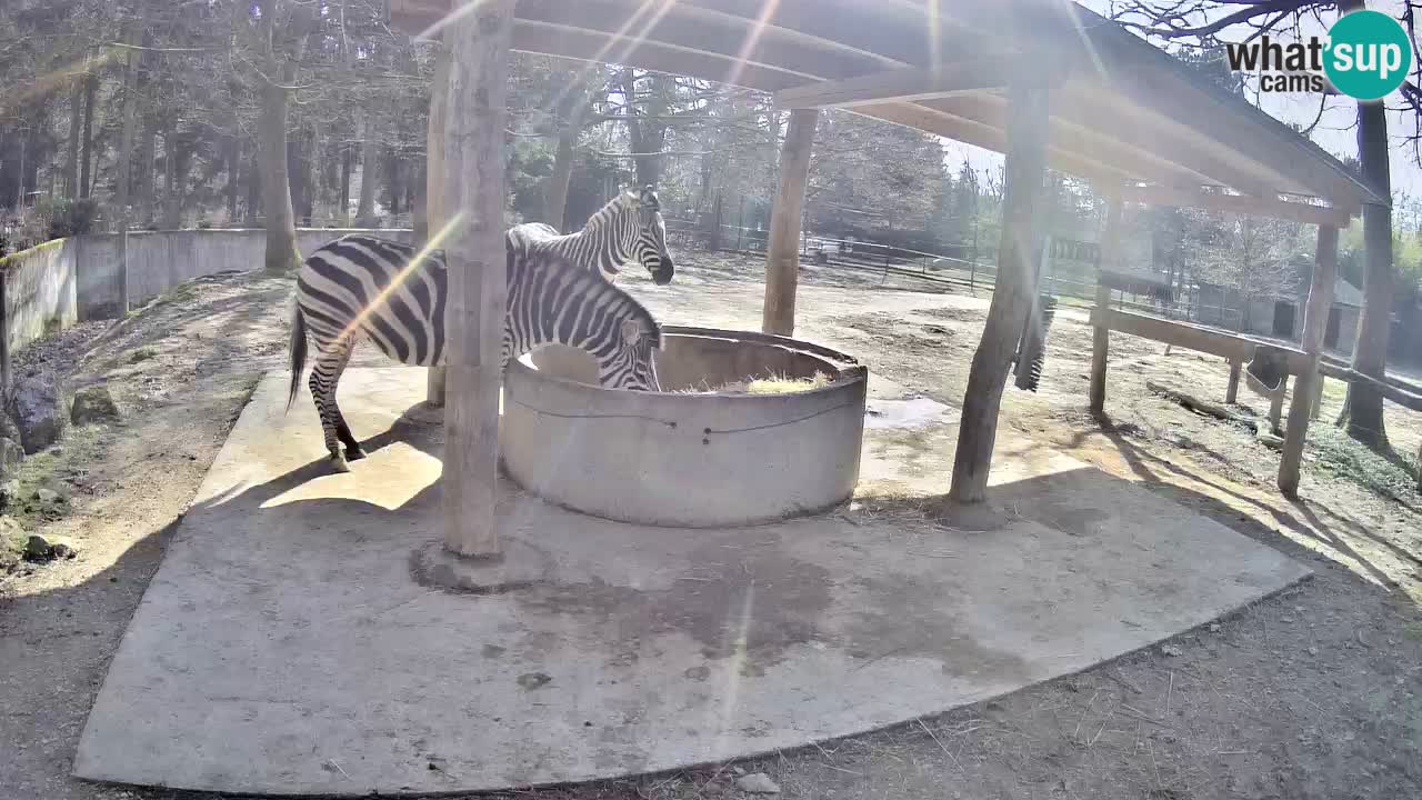 Live Webcam Zebras in Ljubljana ZOO – Slowenien