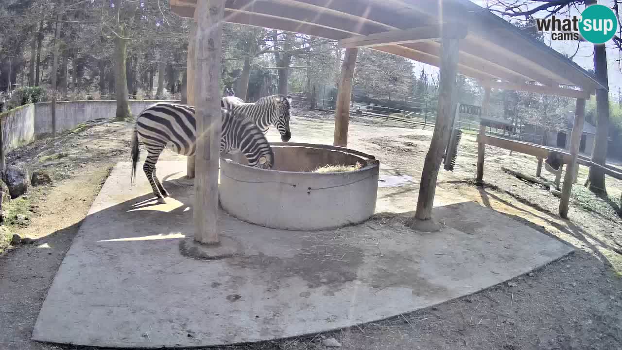 Live webcam Les zèbres in Ljubljana ZOO – Slovénie