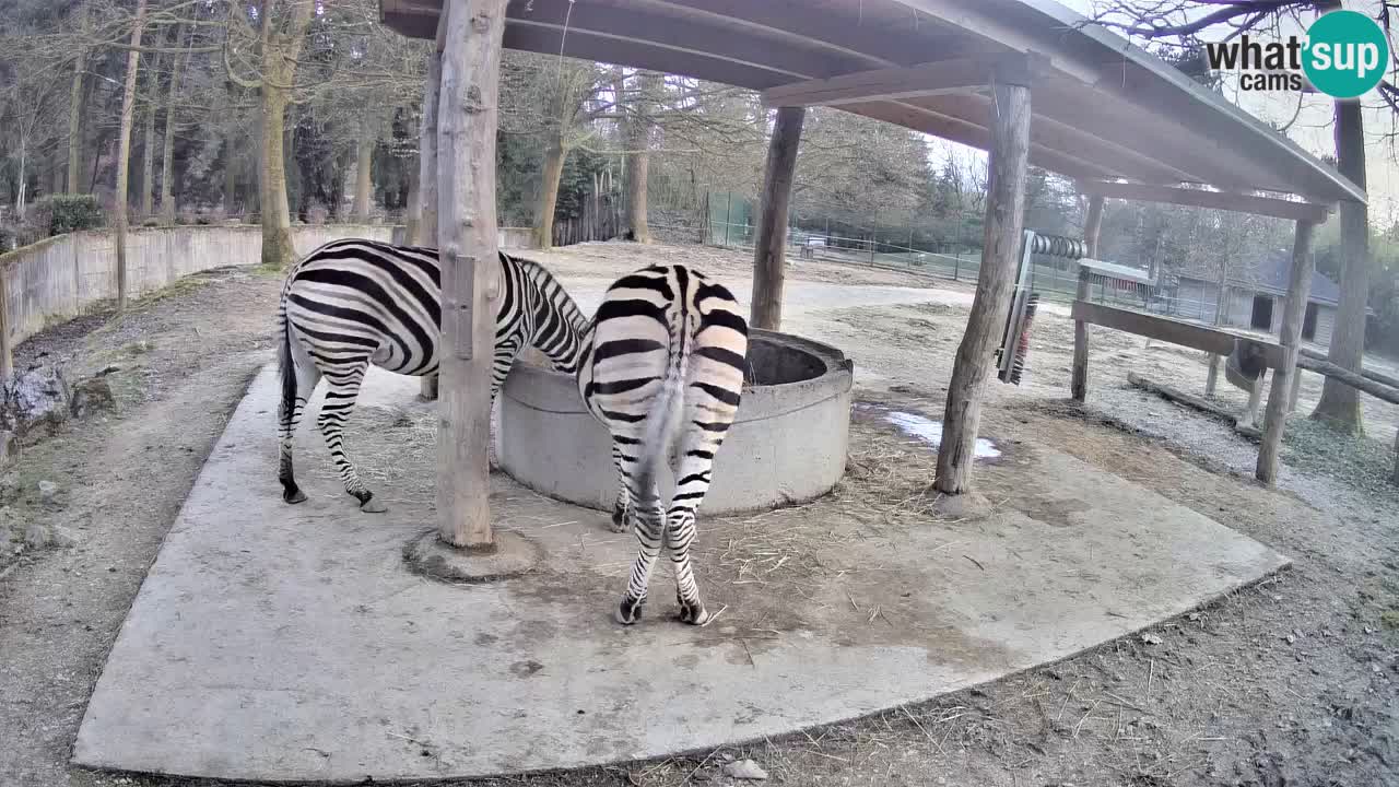 Web kamera uživo Zebras u ZOO Ljubljana – Slovenija