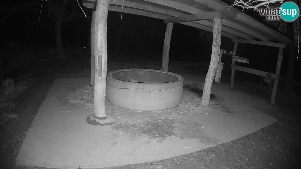 Le Zebre nello ZOO di Ljubljana – Slovenia Live webcam