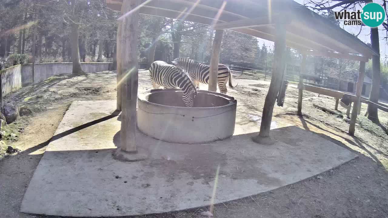 Live webcam Zebras in Ljubljana ZOO – Slovenia