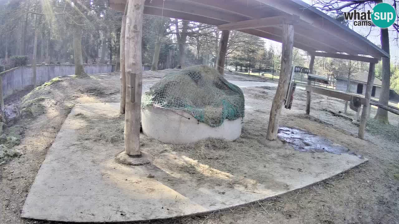 Zebre v živo v živalskem vrtu Ljubljana ZOO spletne kamere