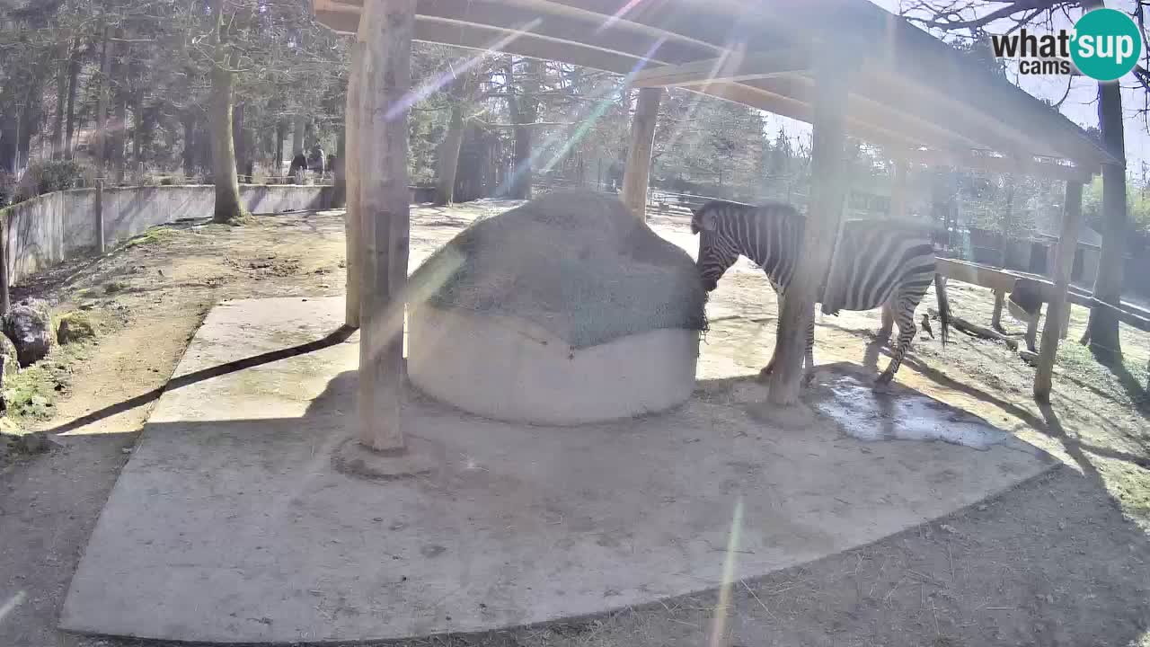 Zebre v živo v živalskem vrtu Ljubljana ZOO spletne kamere