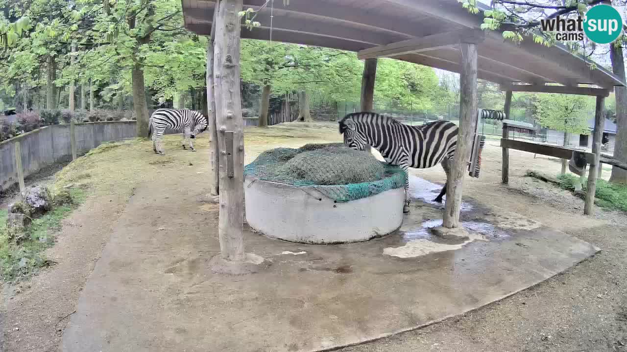 Zebre v živo v živalskem vrtu Ljubljana ZOO spletne kamere