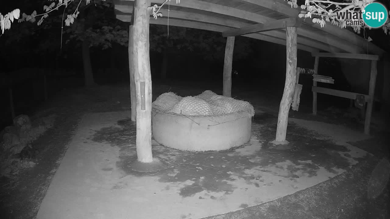 Live webcam Les zèbres in Ljubljana ZOO – Slovénie