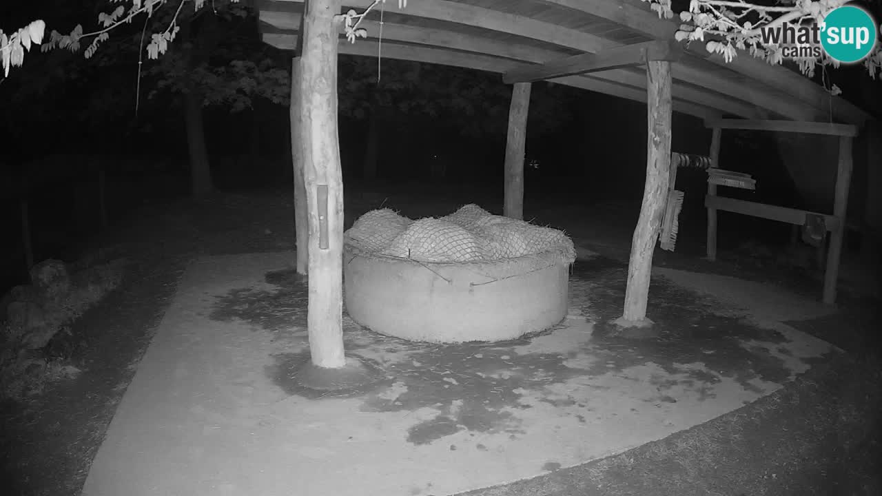 Live Webcam Zebras in Ljubljana ZOO – Slowenien