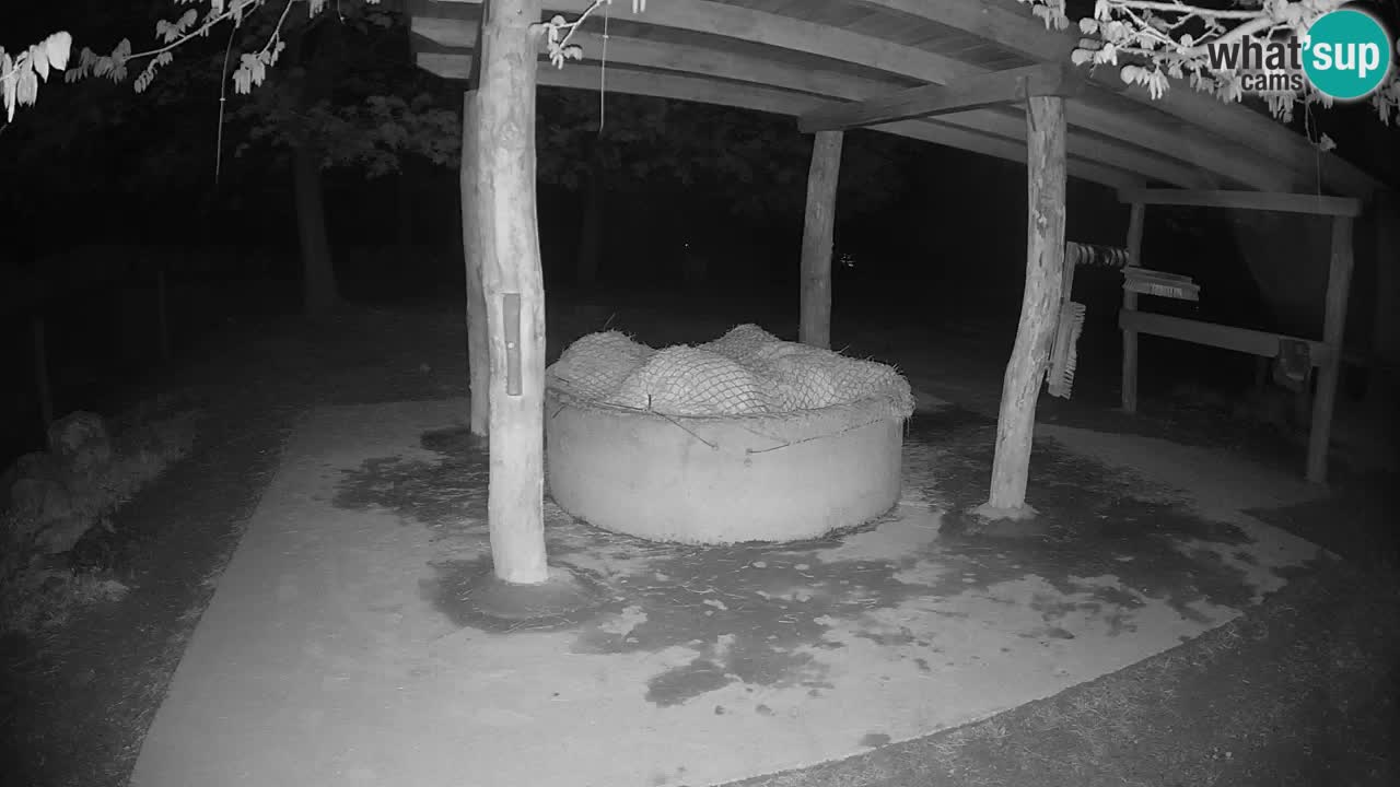 Camera en vivo Cebras in Ljubljana ZOO – Eslovenia