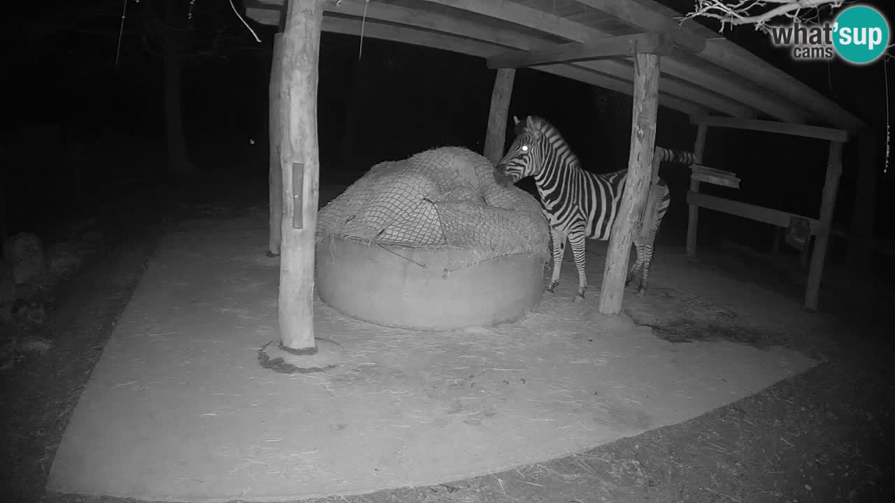 Web kamera uživo Zebras u ZOO Ljubljana – Slovenija