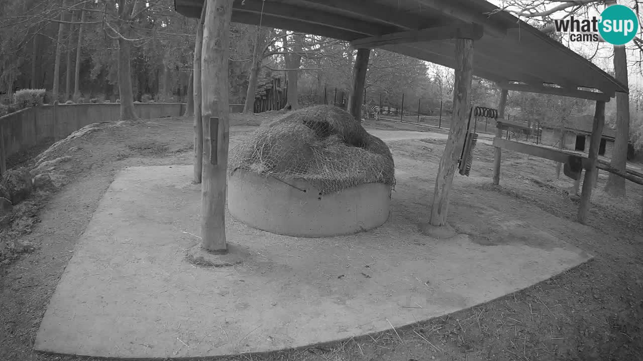 Web kamera uživo Zebras u ZOO Ljubljana – Slovenija
