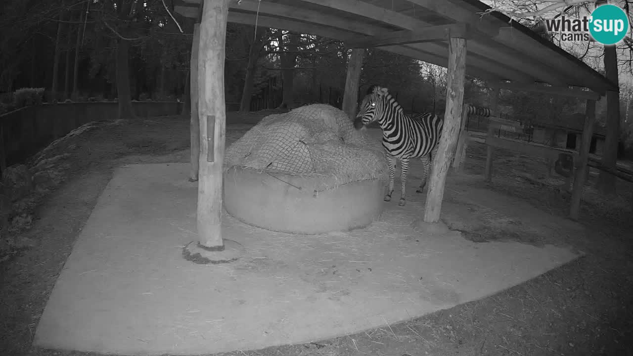 Web kamera uživo Zebras u ZOO Ljubljana – Slovenija