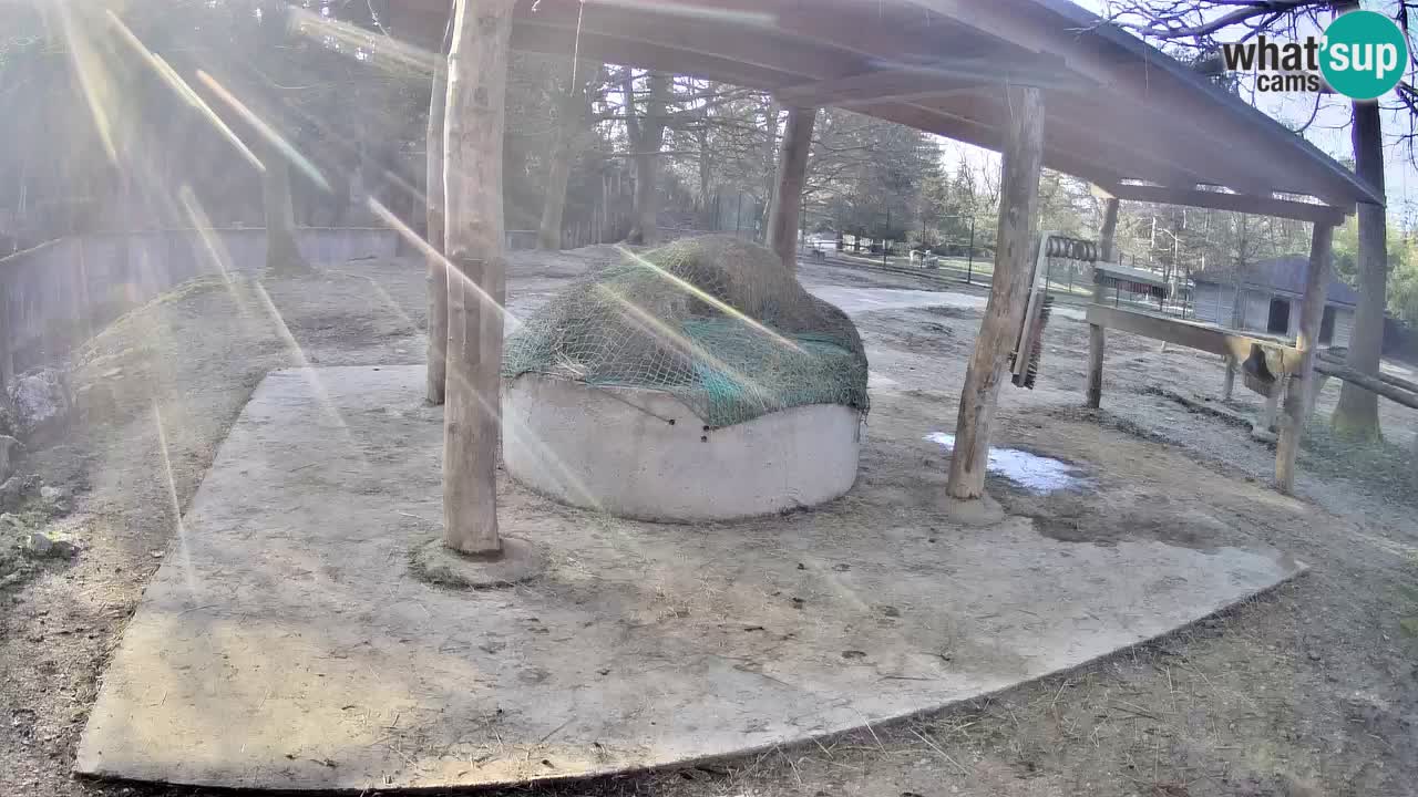 Web kamera uživo Zebras u ZOO Ljubljana – Slovenija