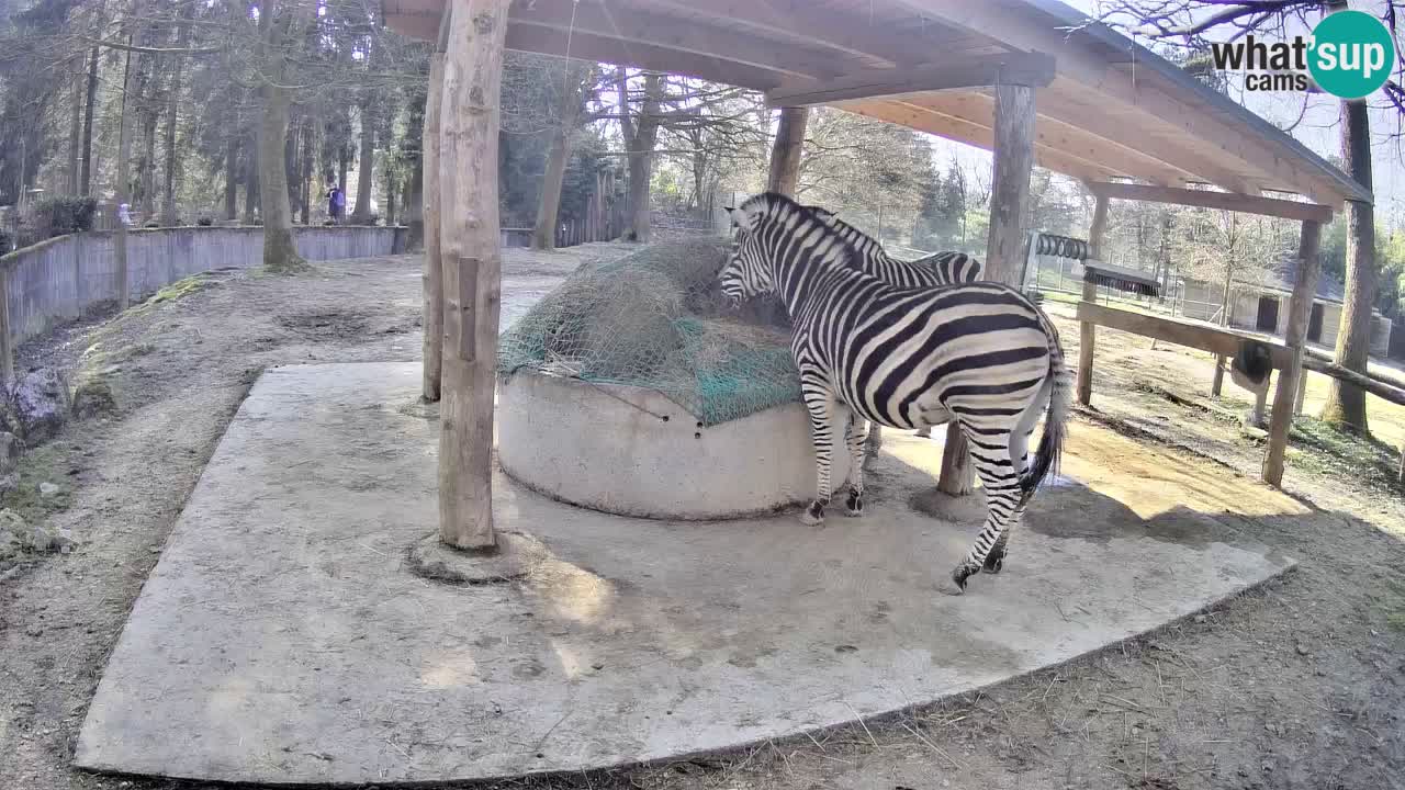Web kamera uživo Zebras u ZOO Ljubljana – Slovenija