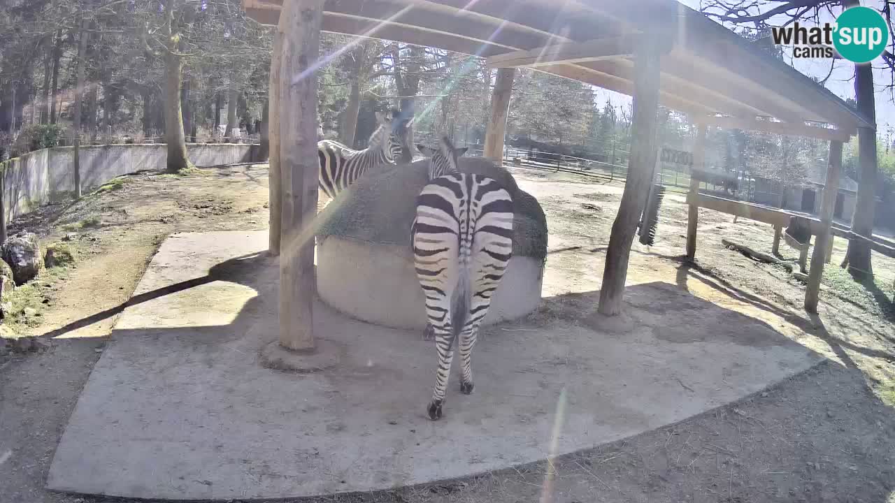 Live webcam Zebras in Ljubljana ZOO – Slovenia