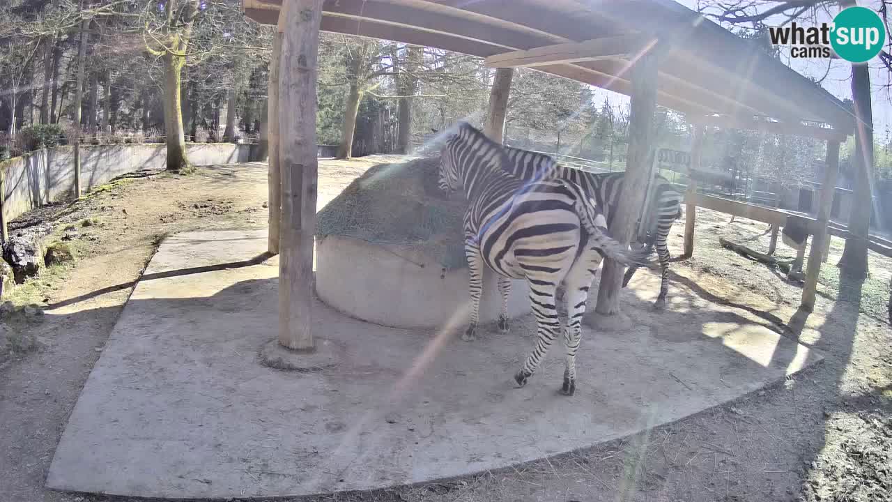 Live webcam Zebras in Ljubljana ZOO – Slovenia