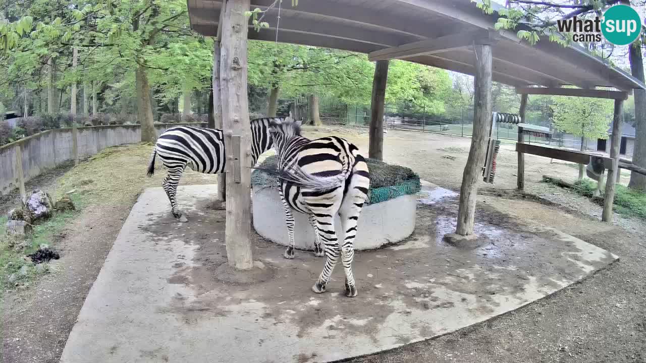 Live Webcam Zebras in Ljubljana ZOO – Slowenien
