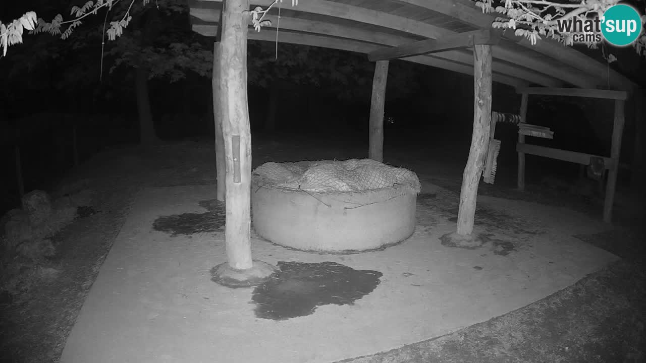 Zebre v živo v živalskem vrtu Ljubljana ZOO spletne kamere