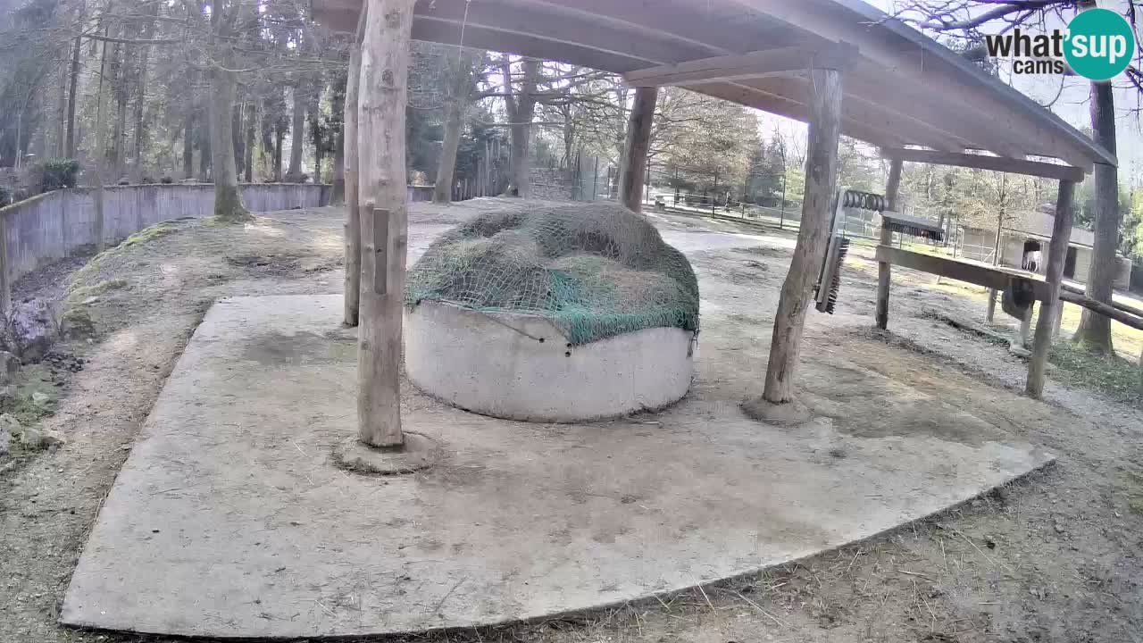 Live webcam Les zèbres in Ljubljana ZOO – Slovénie