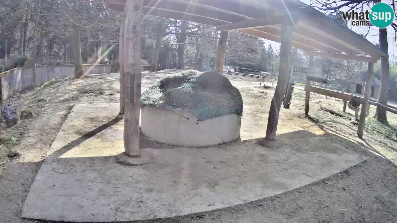 Le Zebre nello ZOO di Ljubljana – Slovenia Live webcam