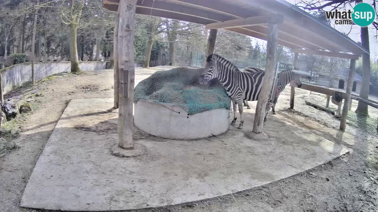 Le Zebre nello ZOO di Ljubljana – Slovenia Live webcam