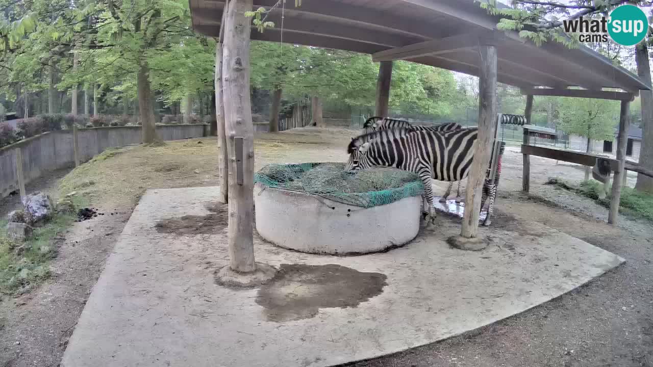 Camera en vivo Cebras in Ljubljana ZOO – Eslovenia