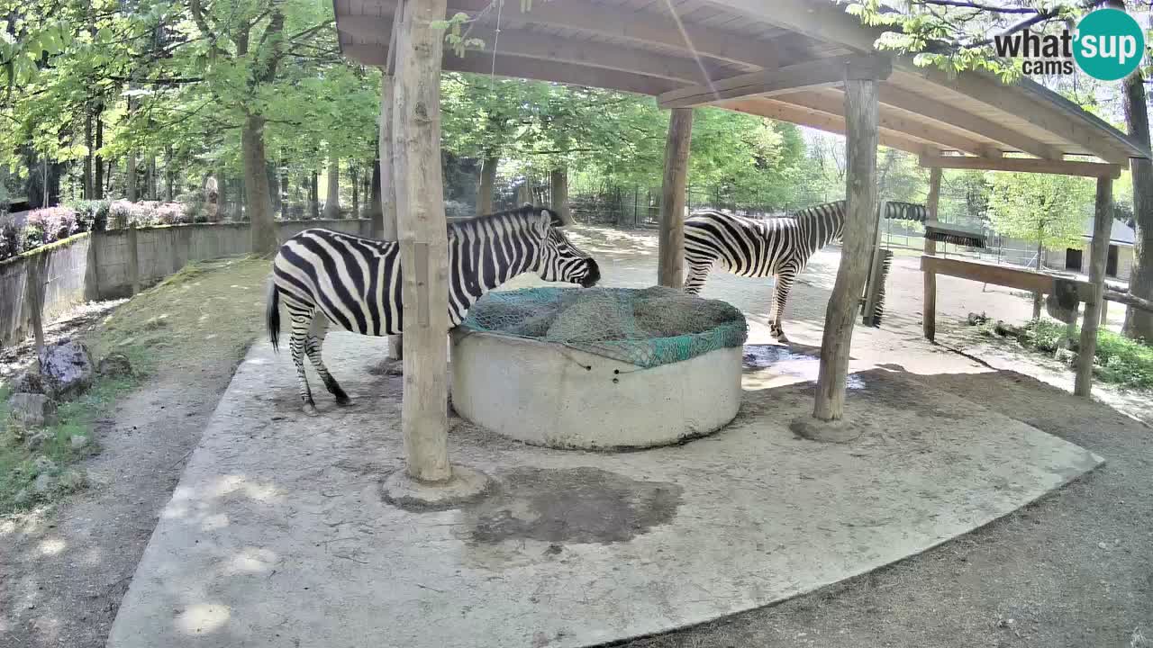 Camera en vivo Cebras in Ljubljana ZOO – Eslovenia