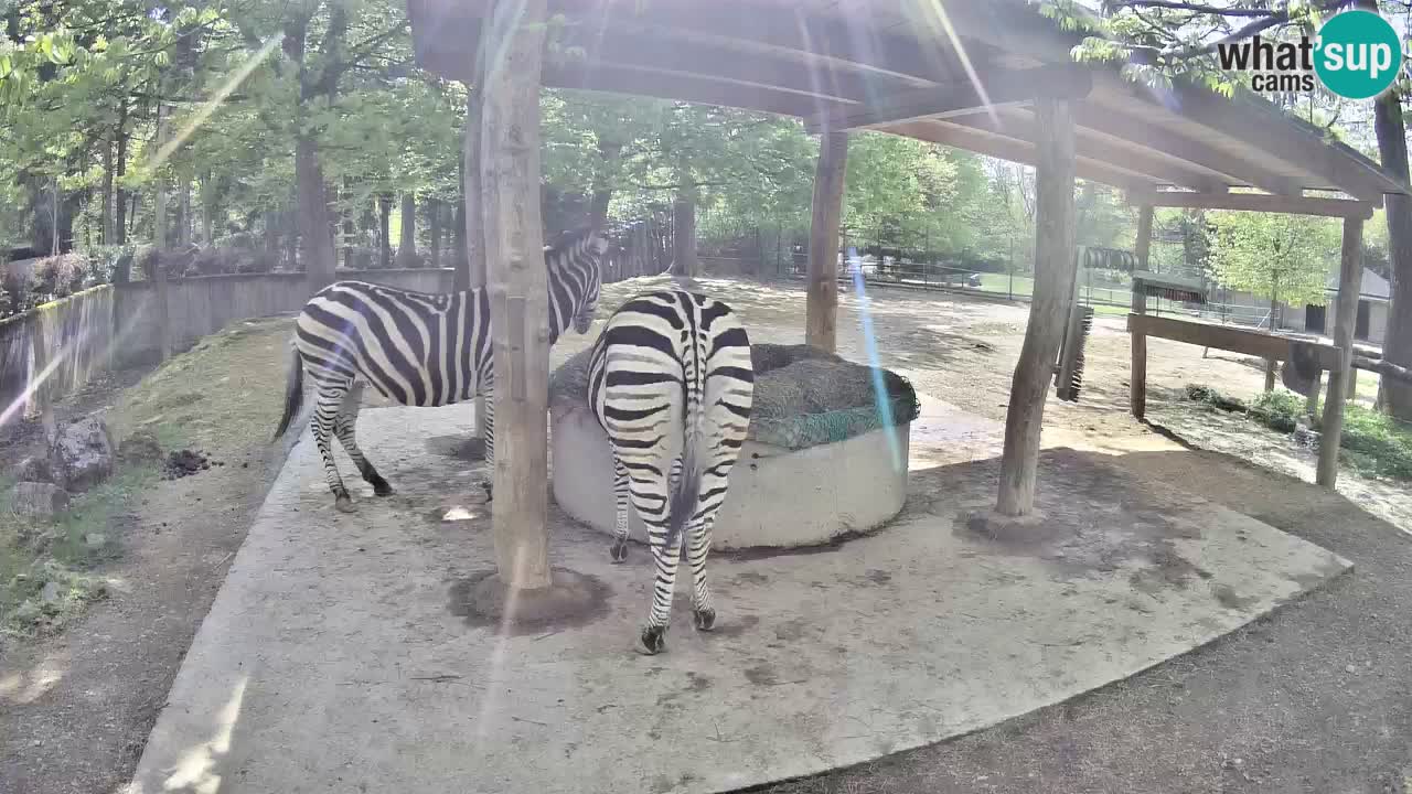 Live webcam Les zèbres in Ljubljana ZOO – Slovénie