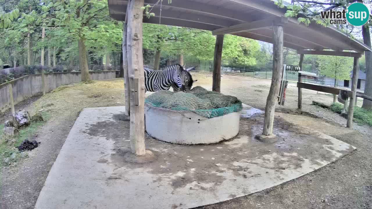 Camera en vivo Cebras in Ljubljana ZOO – Eslovenia