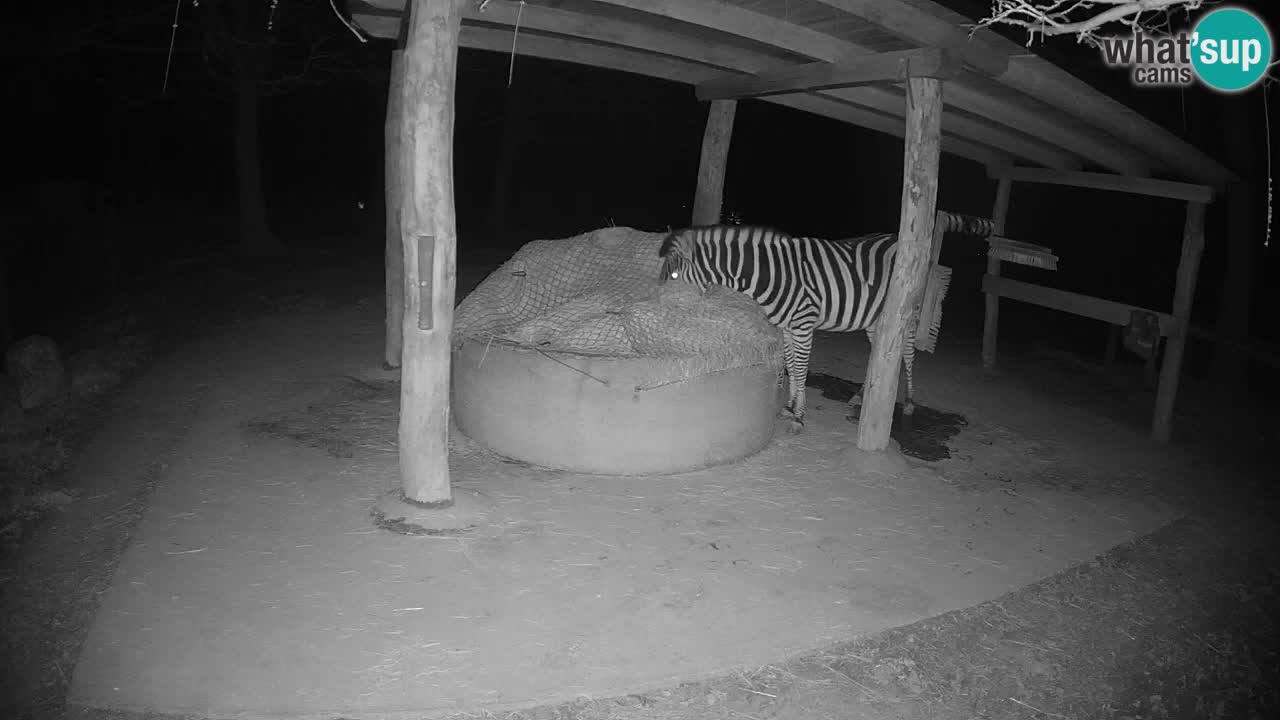 Web kamera uživo Zebras u ZOO Ljubljana – Slovenija