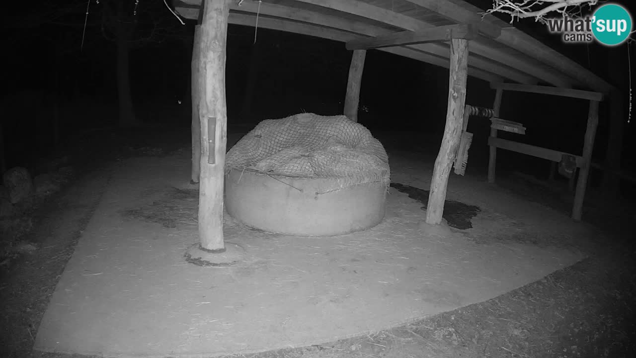 Le Zebre nello ZOO di Ljubljana – Slovenia Live webcam