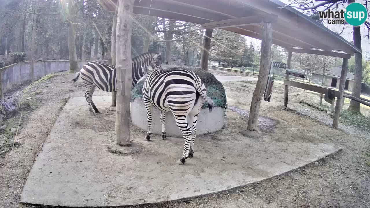 Web kamera uživo Zebras u ZOO Ljubljana – Slovenija