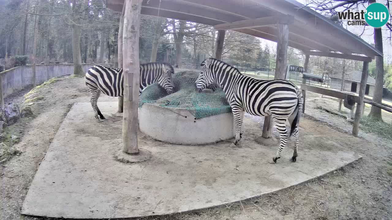 Zebre v živo v živalskem vrtu Ljubljana ZOO spletne kamere