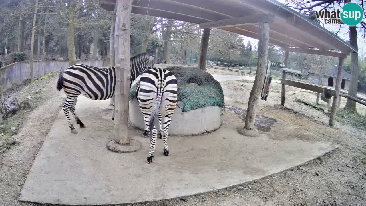 Camera en vivo Cebras in Ljubljana ZOO – Eslovenia