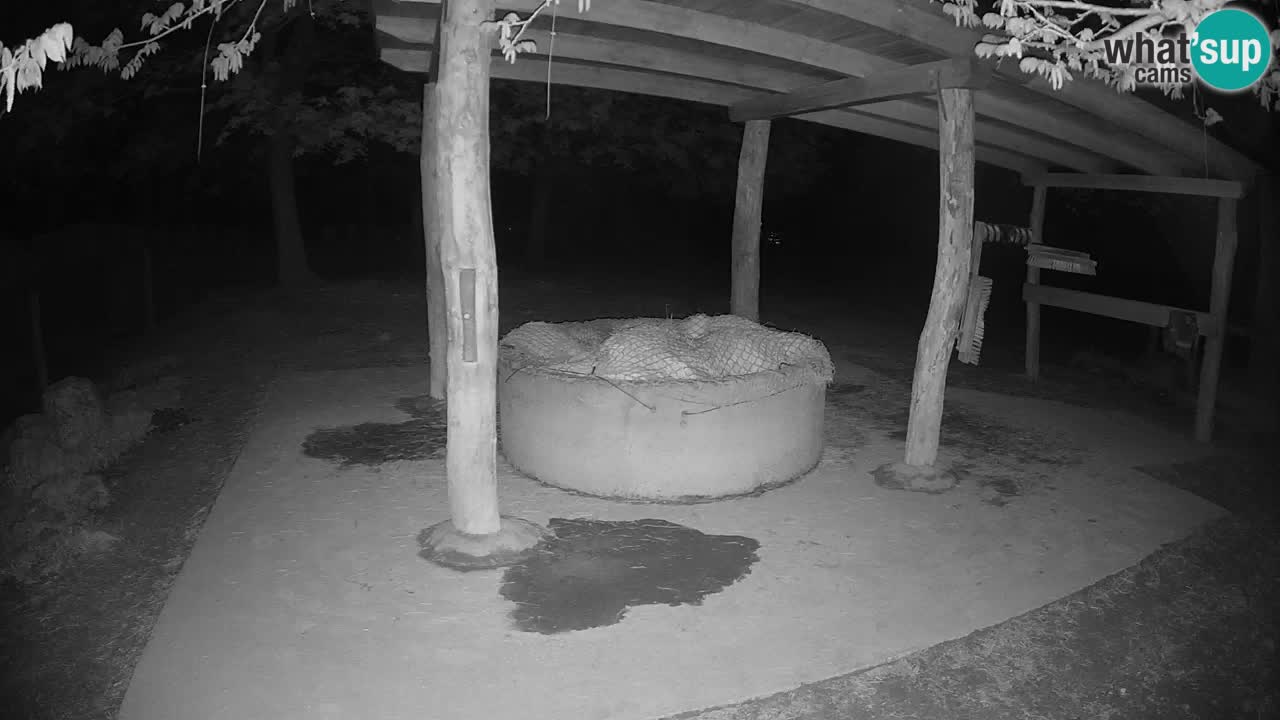 Live Webcam Zebras in Ljubljana ZOO – Slowenien