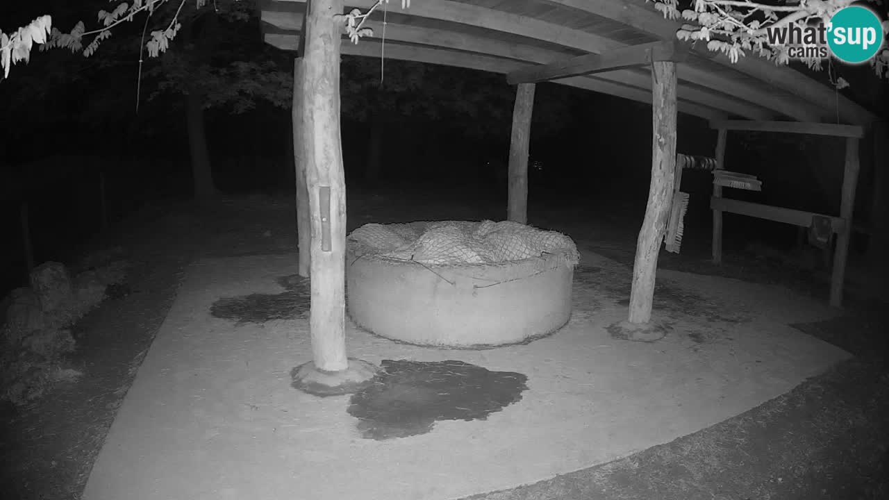 Live webcam Zebras in Ljubljana ZOO – Slovenia