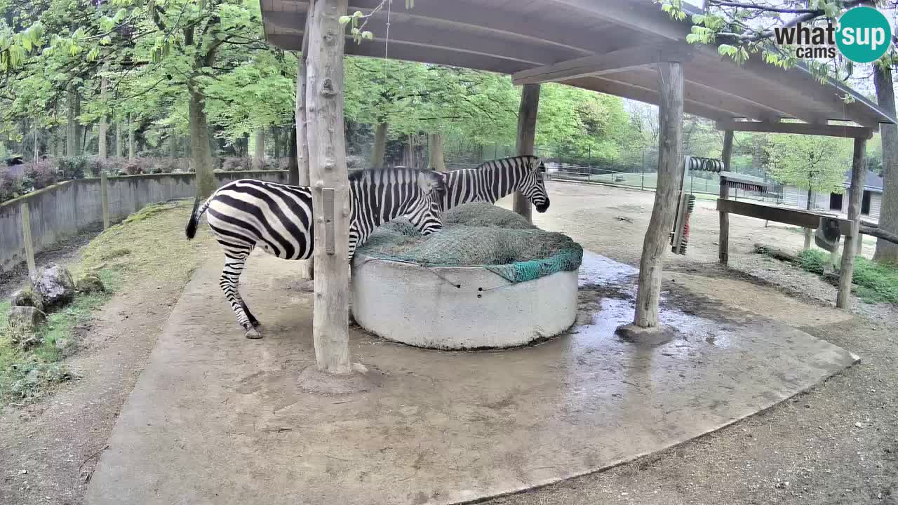 Le Zebre nello ZOO di Ljubljana – Slovenia Live webcam