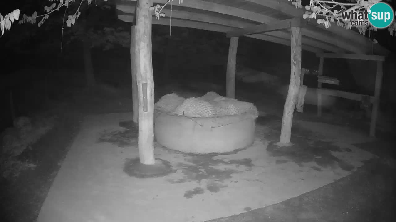 Web kamera uživo Zebras u ZOO Ljubljana – Slovenija