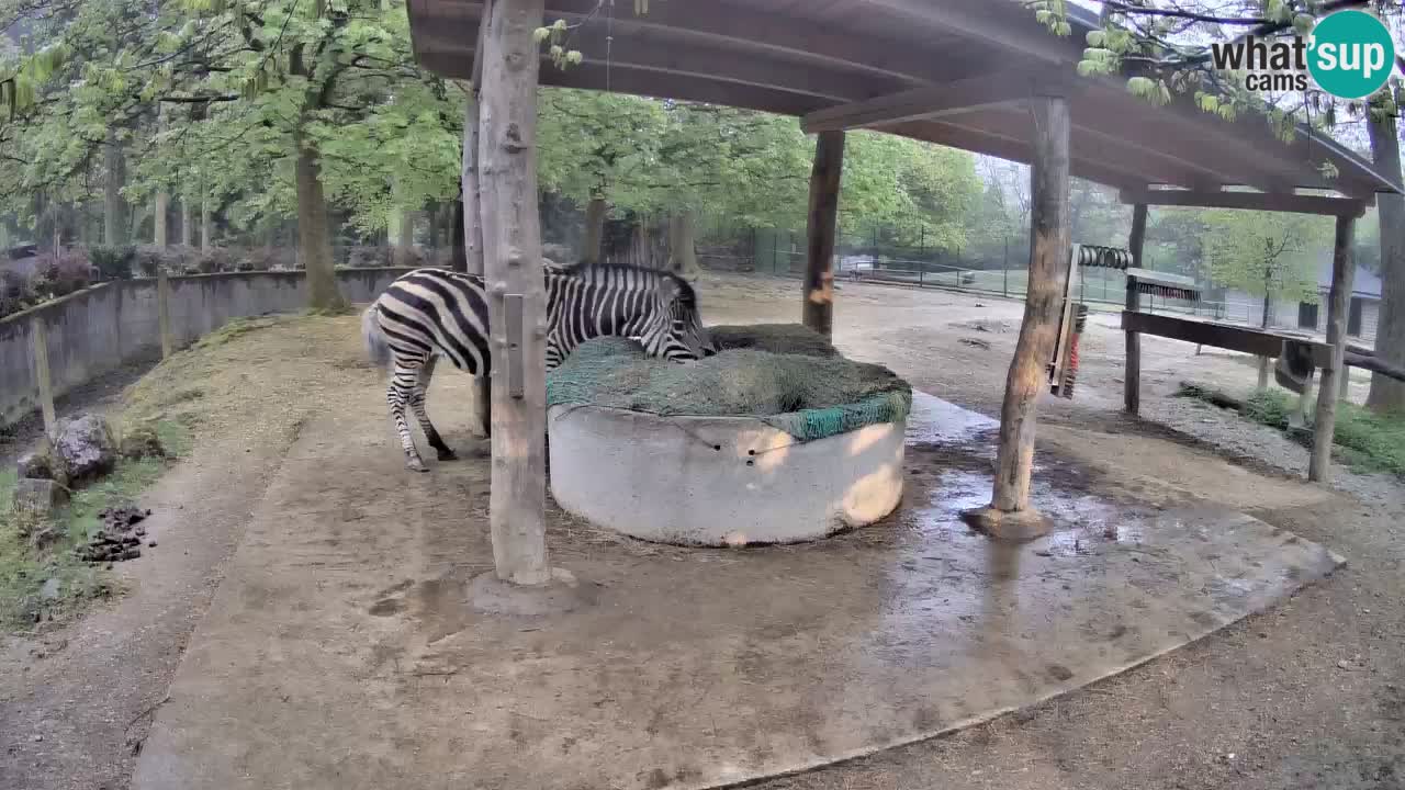 Camera en vivo Cebras in Ljubljana ZOO – Eslovenia