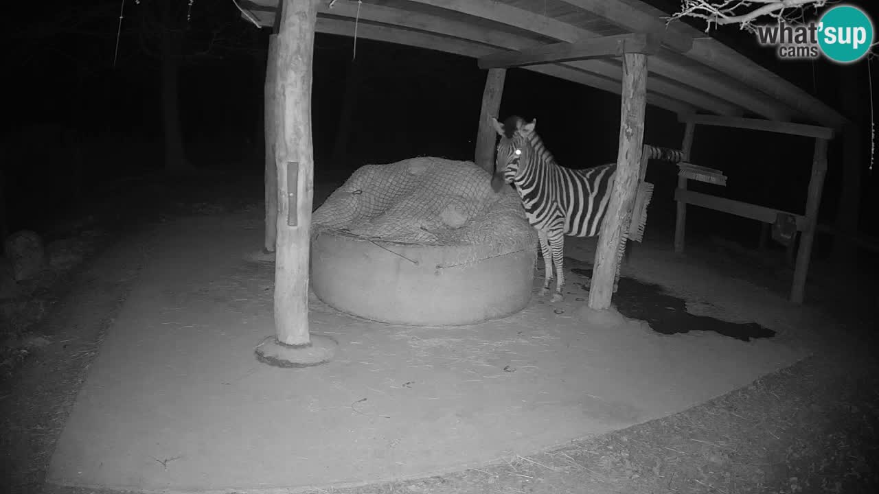 Web kamera uživo Zebras u ZOO Ljubljana – Slovenija