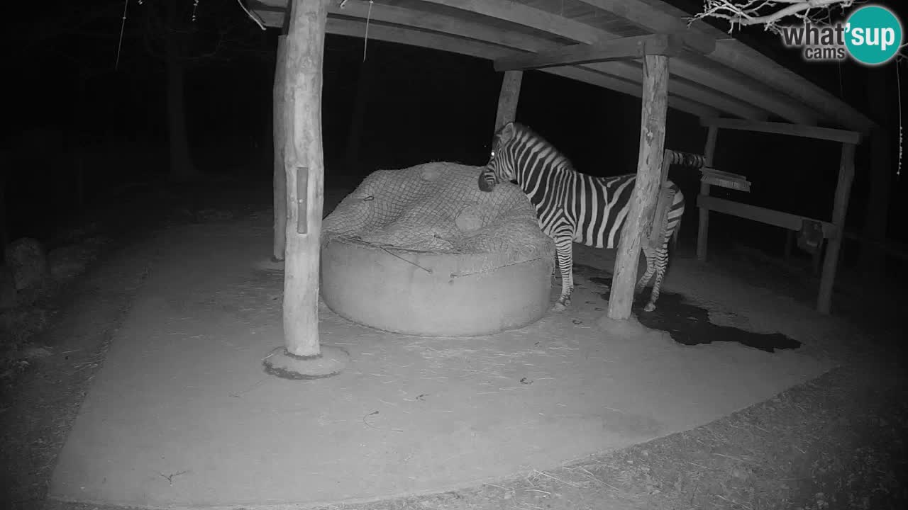 Zebre v živo v živalskem vrtu Ljubljana ZOO spletne kamere