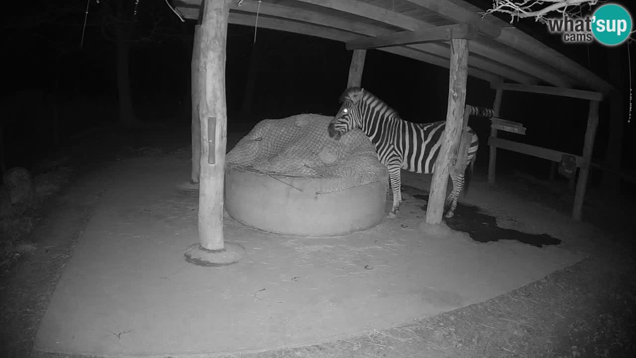 Web kamera uživo Zebras u ZOO Ljubljana – Slovenija